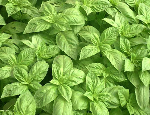 Basil, Sweet Ocimum basilicum